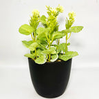 Leafy Desk Plant