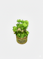 Mud Pot Green Plant
